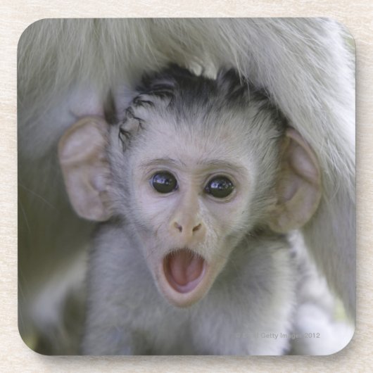 母の下のベビーのヒヒ コースター (正面)