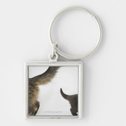 母の尾を調べている子ネコ キーホルダー (正面)