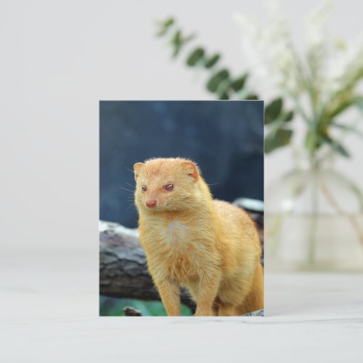 母の愛を待っているスレンダーのマングース ポストカード (スタンド正面)