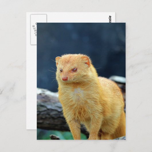 母の愛を待っているスレンダーのマングース ポストカード (正面/裏面)