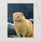 母の愛を待っているスレンダーのマングース ポストカード (正面)