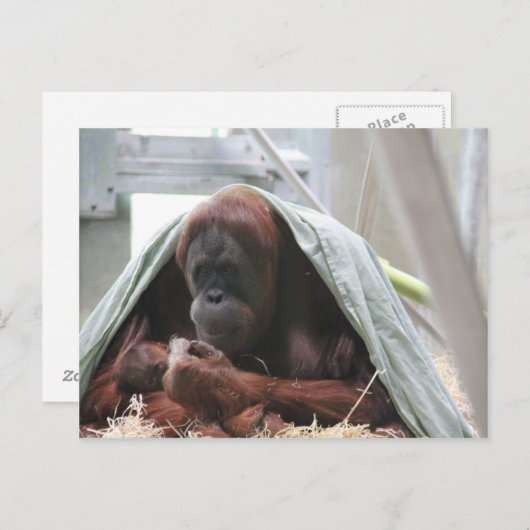 母の愛 ポストカード (正面/裏面)