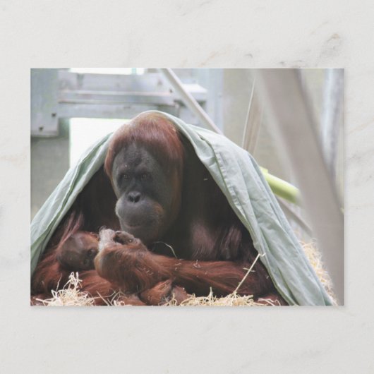 母の愛 ポストカード (正面)