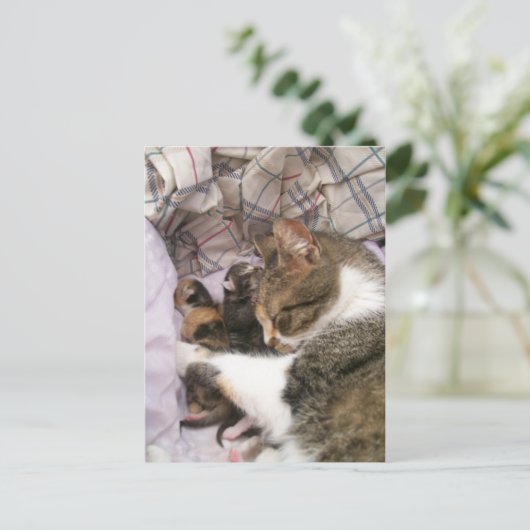 母の愛 ポストカード (スタンド正面)