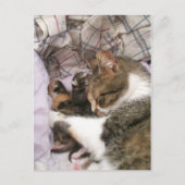 母の愛 ポストカード (正面)