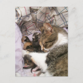 母の愛 ポストカード