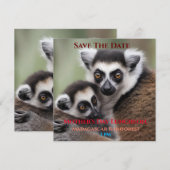 **「母の愛：ミイラとベビーのキツネザル」 セーブザデート (正面/裏面)