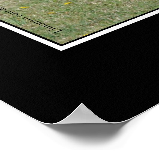 母の愛、牛が彼女のふくらはぎを舐める ポスター (角)