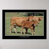 母の愛、牛が彼女のふくらはぎを舐める ポスター (正面)