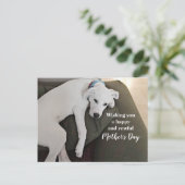 母の日かわいい疲れ果てた白い子犬Holida シーズンポストカード (スタンド正面)