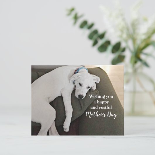 母の日かわいい疲れ果てた白い子犬Holida シーズンポストカード (スタンド正面)