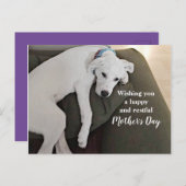 母の日かわいい疲れ果てた白い子犬Holida シーズンポストカード (正面/裏面)