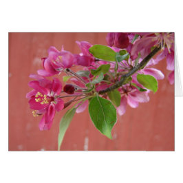 母の日に木にピンクの花を