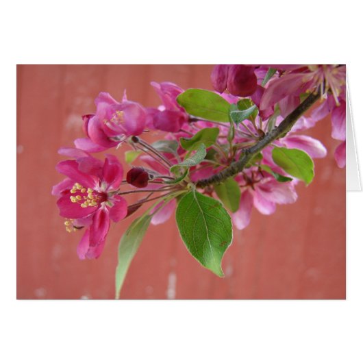 母の日に木にピンクの花を (正面横)