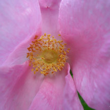 母の日のカード