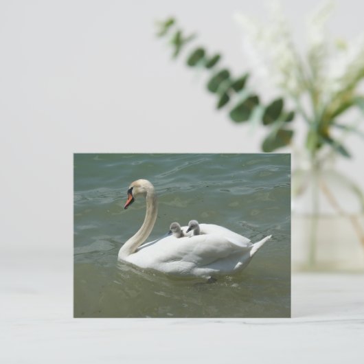 母の日の白鳥の自然かわいい ポストカード (スタンド正面)