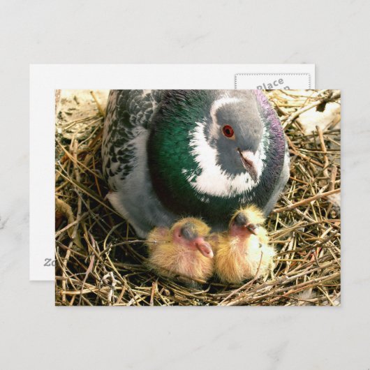 母の日の郵便はがき ポストカード (正面/裏面)