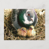 母の日の郵便はがき ポストカード (正面)