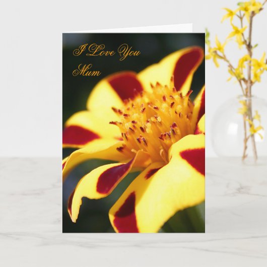 母の日ジェスターすてき・マリゴールドのカード カード (黄色い花)