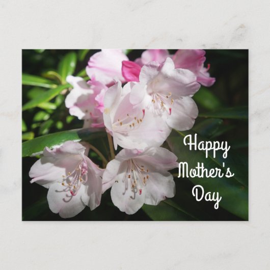 母の日桜さくらんぼブロッサム#2はがき ポストカード (正面)