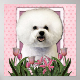 母の日 – ピンクチューリップ – Bichon Frise ポスター
