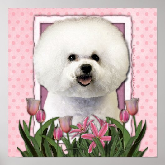 母の日 – ピンクチューリップ – Bichon Frise ポスター (正面)