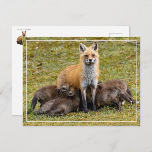 母の日 ポストカード (正面/裏面)