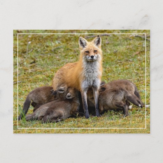 母の日 ポストカード (正面)