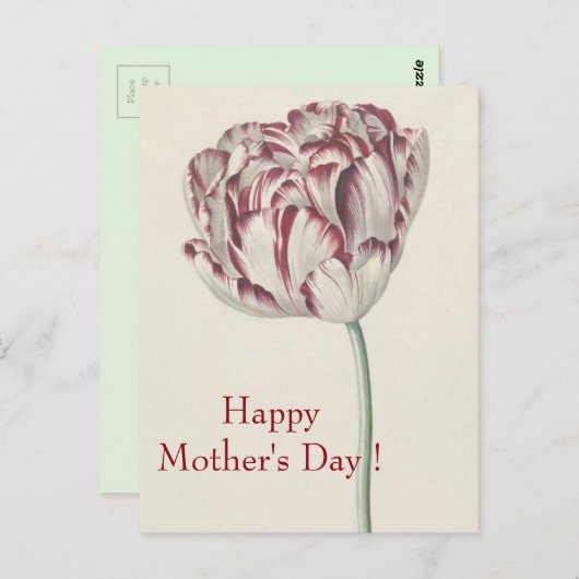 母の日 – ヴィンテージファインアートホワイト&レッドチューリップ ポストカード (正面/裏面)