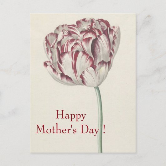 母の日 – ヴィンテージファインアートホワイト&レッドチューリップ ポストカード (正面)