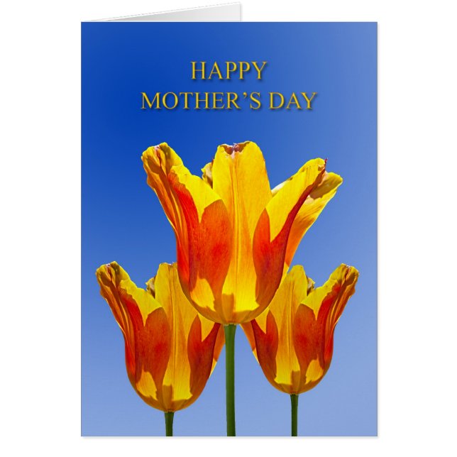 母の日、太陽の光でいっぱいのチューリップ (正面)