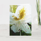 母の日Rhody カード (正面)