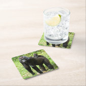 母の背部の幼児低地のゴリラ スクエアペーパーコースター (インサイチュ)