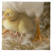 母の足間の子ガモ タイル (正面)