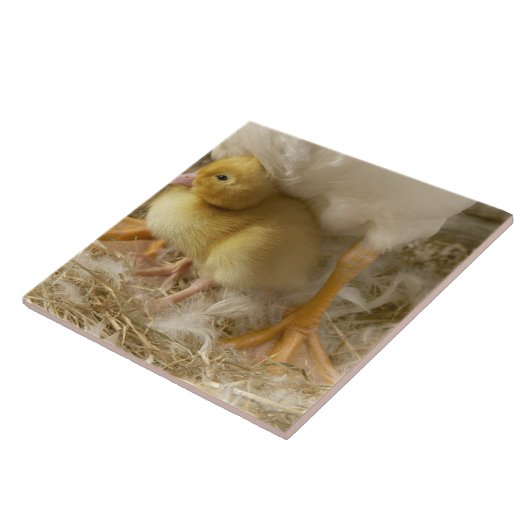 母の足間の子ガモ タイル (側面)