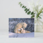 母は双子で座っているホッキョクグマ。 ポストカード (スタンド正面)