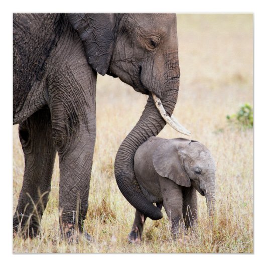 母らしい愛 ポスター (正面)