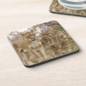 母を持つアフリカのライオンの子 コースター (左側)