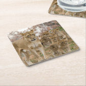 母を持つアフリカのライオンの子 スクエアペーパーコースター (アングル)