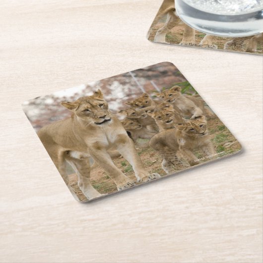 母を持つアフリカのライオンの子 スクエアペーパーコースター (アングル)