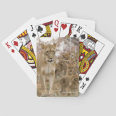 母を持つアフリカのライオンの子 トランプ (裏面)