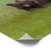 母グリズリーベアと双子の赤ちゃん ポスター (角)