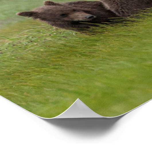 母グリズリーベアと双子の赤ちゃん ポスター (角)