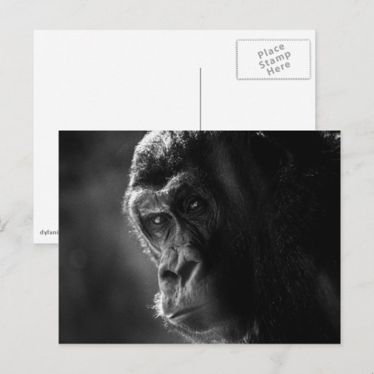 母ゴリラ葉書 ポストカード (正面/裏面)
