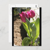 母チューリップ ポストカード (正面/裏面)