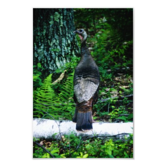 母トルコの写真 フォトプリント            (正面)