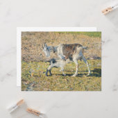 母ヤギと幼い子(Segantini) カード (正面/裏面インサイチュ)