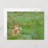 母ラブライオネス&ベビーはがき ポストカード (正面/裏面)