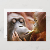 母及びベビーのオランウータン ポストカード (正面/裏面)