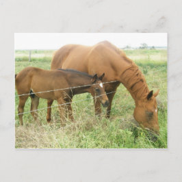 母子 ポストカード